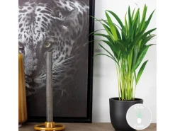 Best Goldfruchtpalme Topf Ø ca. 12 cm Areca Dypsis Lutescens Töpfe