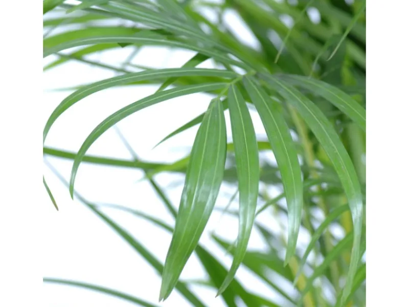 Best Goldfruchtpalme Topf Ø ca. 12 cm Areca Dypsis Lutescens Töpfe