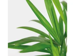 Best Goldfruchtpalme Topf Ø ca. 12 cm Areca Dypsis Lutescens Töpfe