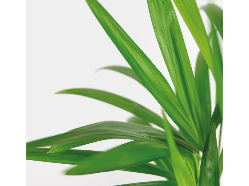 Best Goldfruchtpalme Topf Ø ca. 12 cm Areca Dypsis Lutescens Töpfe