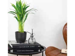 Best Goldfruchtpalme Topf Ø ca. 12 cm Areca Dypsis Lutescens Töpfe