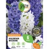 Hyazinthen Mischung 6 Stück Hyacinthus Mix Töpfe