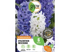 Hyazinthen Mischung 6 Stück Hyacinthus Mix Töpfe