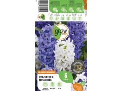 Hyazinthen Mischung 6 Stück Hyacinthus Mix Töpfe