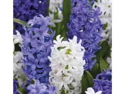 Hyazinthen Mischung 6 Stück Hyacinthus Mix Töpfe