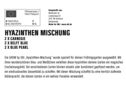 Hyazinthen Mischung 6 Stück Hyacinthus Mix Töpfe