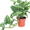 Sale GROW by OBI Lochpflanze Leichtlinii Topf Ø ca. 12 cm Monstera Adansonii