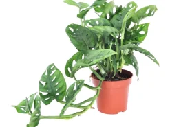 Sale GROW by OBI Lochpflanze Leichtlinii Topf Ø ca. 12 cm Monstera Adansonii