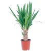 GROW by OBI Töpfe<Palmlilie 1er Stamm Topf Ø ca. 11 cm Yucca Elephantipes