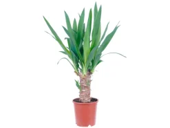 GROW by OBI Töpfe<Palmlilie 1er Stamm Topf Ø ca. 11 cm Yucca Elephantipes