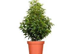 Sale Portugiesischer Kirschlorbeer Höhe ca. 80-100cm Topf ca.7,5 l Prunus Töpfe