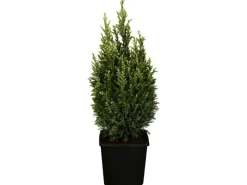 Sale Scheinzypresse "Snow White" Höhe ca. 20-30 cm Topf ca.2 l Töpfe