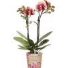 GROW by OBI Töpfe<Schmetterlingsorchidee Spain Höhe 35-40 cm Topf Ø 9 cm Phalaenopsis