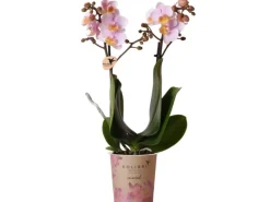 Best Schmetterlingsorchidee Kolibri Rosa 35-40 cm Topf Ø 9cm Phalaenopsis Töpfe