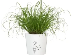 GROW by OBI Töpfe<Vitalfutter Katzengras Topf-Ø ca. 12 cm Cyperus alternifolius zumula