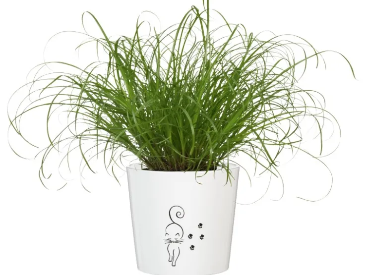 GROW by OBI Töpfe<Vitalfutter Katzengras Topf-Ø ca. 12 cm Cyperus alternifolius zumula