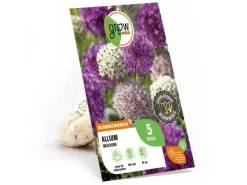 Online Zierlauch Purple Sensation Mischung 5 Stück Allium Töpfe