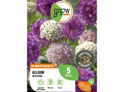 Online Zierlauch Purple Sensation Mischung 5 Stück Allium Töpfe