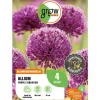 GROW by OBI Töpfe<Zierlauch Purple Sensation 4 Stück Allium aflatunense Allium
