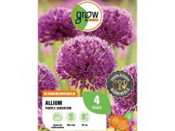 GROW by OBI Töpfe<Zierlauch Purple Sensation 4 Stück Allium aflatunense Allium