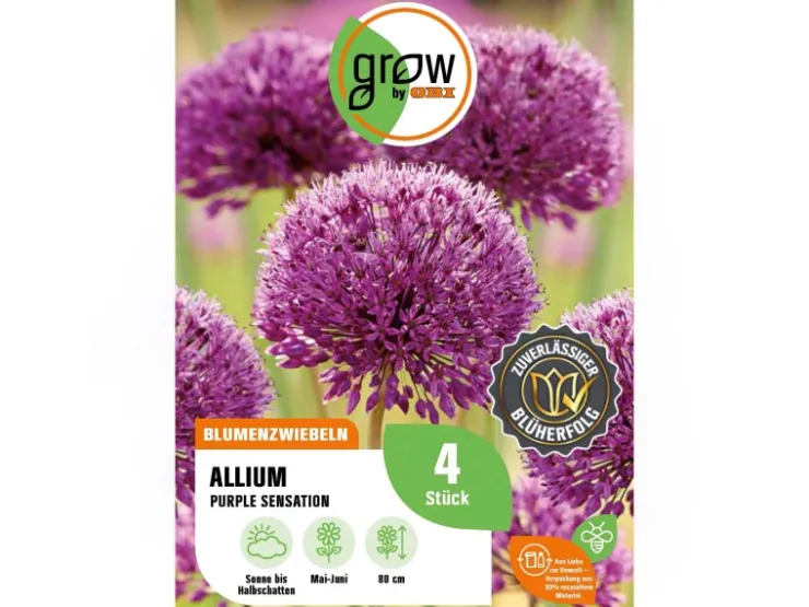 GROW by OBI Töpfe<Zierlauch Purple Sensation 4 Stück Allium aflatunense Allium