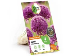 GROW by OBI Töpfe<Zierlauch Purple Sensation 4 Stück Allium aflatunense Allium