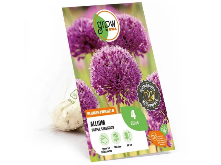 GROW by OBI Töpfe<Zierlauch Purple Sensation 4 Stück Allium aflatunense Allium