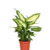 Discount GROW by OBI GROW Dieffenbachie "Camilla" Höhe ca. 35cm Topf-Ø 12 cm Dieffenbachia maculata