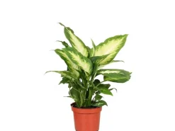 Discount GROW by OBI GROW Dieffenbachie "Camilla" Höhe ca. 35cm Topf-Ø 12 cm Dieffenbachia maculata