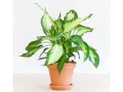 Discount GROW by OBI GROW Dieffenbachie "Camilla" Höhe ca. 35cm Topf-Ø 12 cm Dieffenbachia maculata