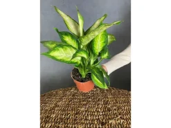 Discount GROW by OBI GROW Dieffenbachie