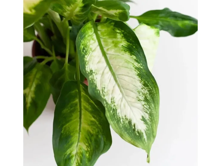 Discount GROW by OBI GROW Dieffenbachie "Camilla" Höhe ca. 35cm Topf-Ø 12 cm Dieffenbachia maculata