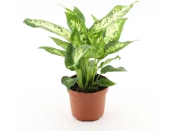 Online GROW Dieffenbachie "Compacta" Höhe ca. 35 cm Topf-Ø 12 cm Dieffenbachia maculata Töpfe