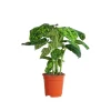 GROW by OBI Töpfe<GROW Dieffenbachie "Reflector" Höhe ca. 50 - 55 cm Topf-Ø 17 cm Dieffenbachia