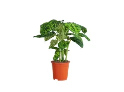 GROW by OBI Töpfe<GROW Dieffenbachie "Reflector" Höhe ca. 50 - 55 cm Topf-Ø 17 cm Dieffenbachia