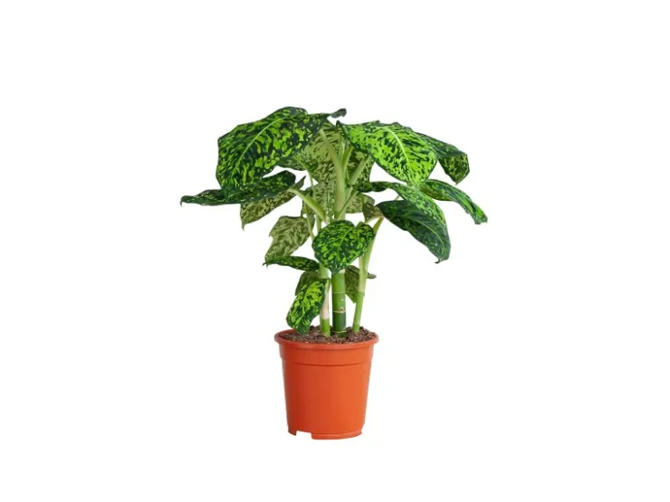 GROW by OBI Töpfe<GROW Dieffenbachie "Reflector" Höhe ca. 50 - 55 cm Topf-Ø 17 cm Dieffenbachia