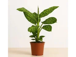GROW by OBI Töpfe<GROW Dieffenbachie "Reflector" Höhe ca. 50 - 55 cm Topf-Ø 17 cm Dieffenbachia