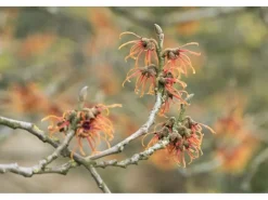 Best Hamamelis Intermedia Jelena Zaubernuss Kupferorange Ca. 12 cm Topf