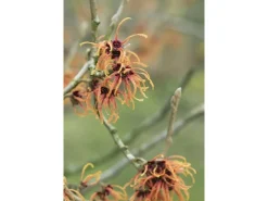 Best Hamamelis Intermedia Jelena Zaubernuss Kupferorange Ca. 12 cm Topf