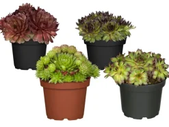 Töpfe<Hauswurz Sortenauswahl Topf-Ø ca. 9 cm Sempervivum x cultorum