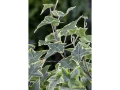 Töpfe<Hedera Helix Little Diamond Efeu Grün-Weiß Ca. 9x9 cm Topf