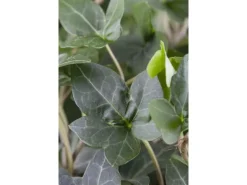 Töpfe<Hedera Helix Plattensee Efeu Immergrün Ca. 9x9 cm Topf