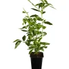 Best Heidelbeere "Elisabeth" Höhe ca. 20 - 30 cm Topf ca. 2 l Vaccinium corymbosum Töpfe