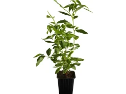 Best Heidelbeere "Elisabeth" Höhe ca. 20 - 30 cm Topf ca. 2 l Vaccinium corymbosum Töpfe