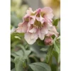 Best Helleborus Orientalis Lenzrose Ca. 11x11 cm Topf Töpfe