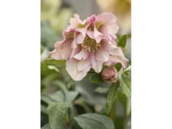Best Helleborus Orientalis Lenzrose Ca. 11x11 cm Topf Töpfe
