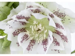 Best Helleborus Orientalis Lenzrose Ca. 11x11 cm Topf Töpfe