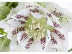 Töpfe<Helleborus X Orientalis Ballard Lenzrose Gen Ca 11x11 cm Topf