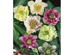 Töpfe<Helleborus X Orientalis Double Ellen Red Lenzrose Ca. 11x11 cm Topf