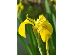 Töpfe<Iris Pseudacorus Sumpfschwertlilie Ca. 9x9 cm Topf